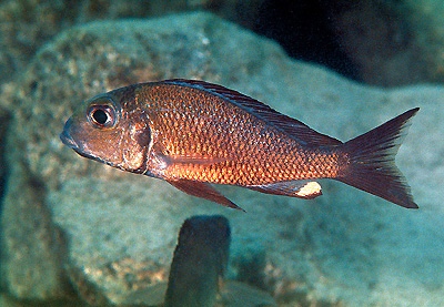 Callochromis macrops 'Moliro'